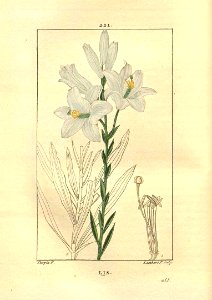Madonna Lily - Lilium candidum - 1830. Free illustration for personal and commercial use.