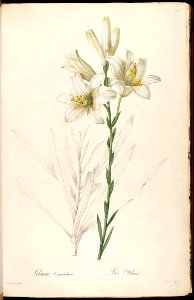 Madonna Lily - Lilium candidum - 1816. Free illustration for personal and commercial use.