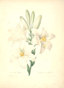Madonna Lily - Lilium candidum - 1833. Free illustration for personal and commercial use.
