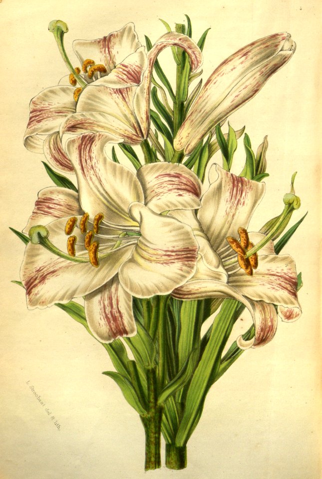 Madonna Lily - Lilium candidum var. flore striato - 1852