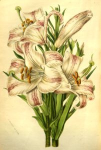 Madonna Lily - Lilium candidum var. flore striato - 1852. Free illustration for personal and commercial use.