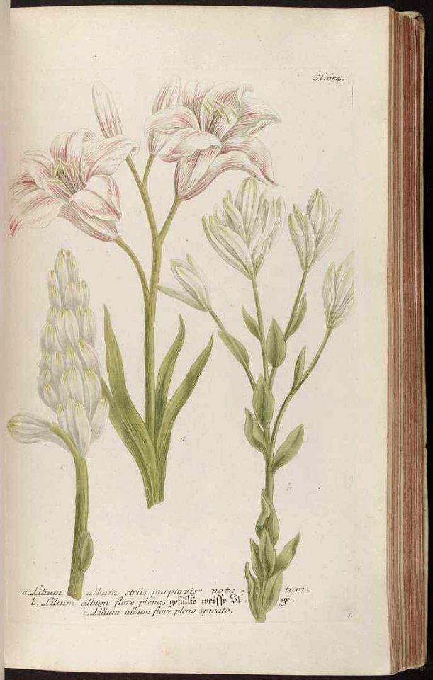 Madonna Lily - Lilium candidum - 1742