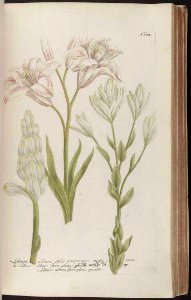 Madonna Lily - Lilium candidum - 1742. Free illustration for personal and commercial use.