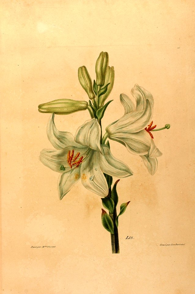 Madonna Lily - Lilium candidum - 1820 - Free Stock Illustrations ...