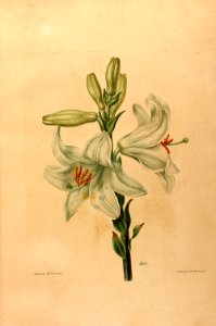Madonna Lily - Lilium candidum - 1820. Free illustration for personal and commercial use.