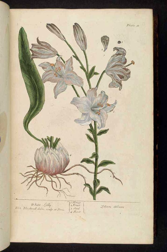Madonna Lily - Lilium candidum - 1737 - Free Stock Illustrations ...