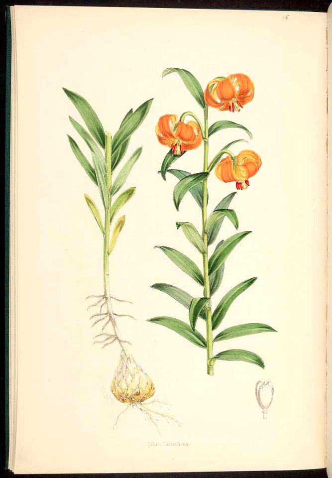 Golden Apple - Lilium carniolicum -  1880