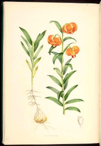 Golden Apple - Lilium carniolicum - 1880. Free illustration for personal and commercial use.