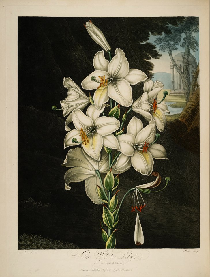 Madonna Lily - Lilium candidum - 1807