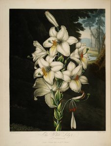 Madonna Lily - Lilium candidum - 1807. Free illustration for personal and commercial use.