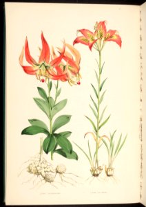 Pine Lily - Lilium catesbaei - 1880. Free illustration for personal and commercial use.