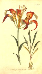 Pine Lily - Lilium catesbaei - 1794