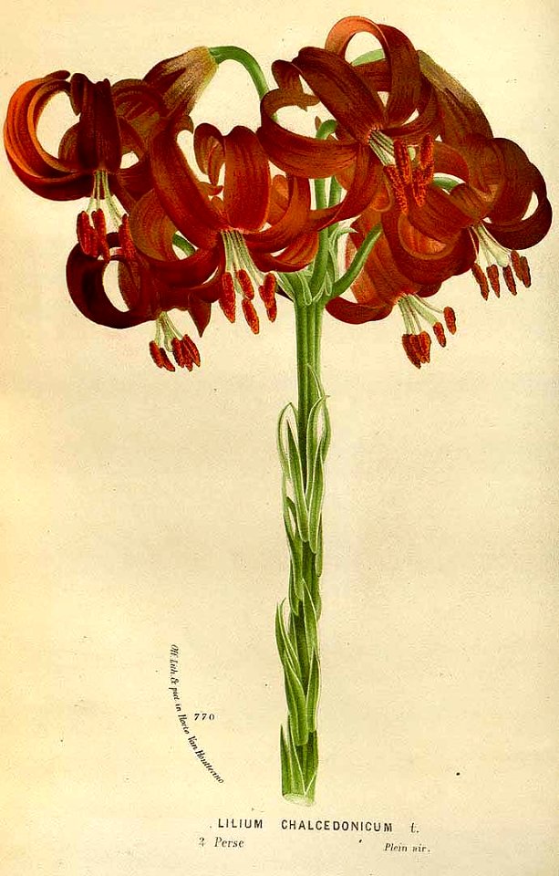 Lilium chalcedonicum - 1845. Free illustration for personal and commercial use.
