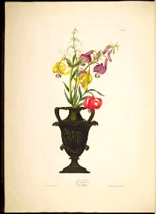 Lilium chalcedonicum - 1831. Free illustration for personal and commercial use.