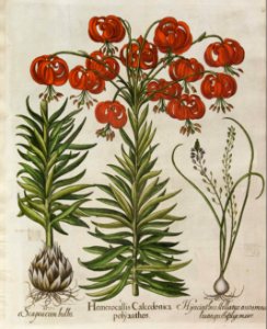 Lilium chalcedonicum - 1640
