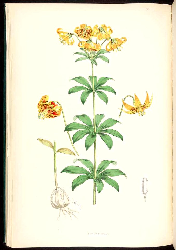 Lilium columbianum - 1880