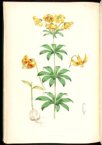 Lilium columbianum - 1880. Free illustration for personal and commercial use.