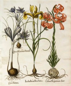 Lilium chalcedonicum - 1640