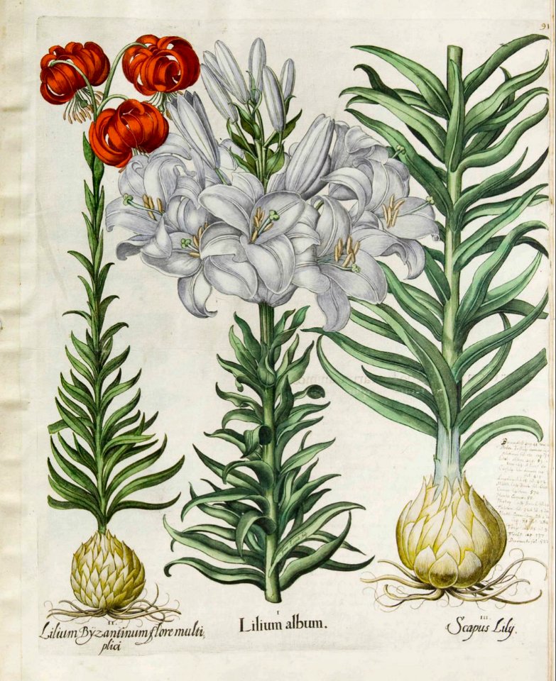 Lilium chalcedonicum. - 1640