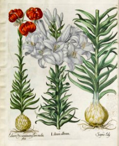 Lilium chalcedonicum. - 1640. Free illustration for personal and commercial use.