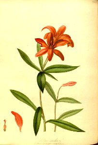 Morning Star Lily - Lilium concolor - 1812. Free illustration for personal and commercial use.