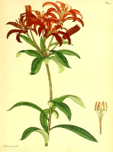 Morning Star Lily - Lilium concolor - 1812. Free illustration for personal and commercial use.