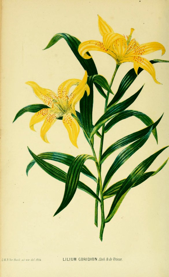Morning Star Lily - Lilium concolor - 1839