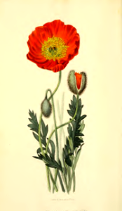 Papaver nudicaule var. coccinea. Morris, R., Flora conspicua, t.59 (1826) [W. Clark]