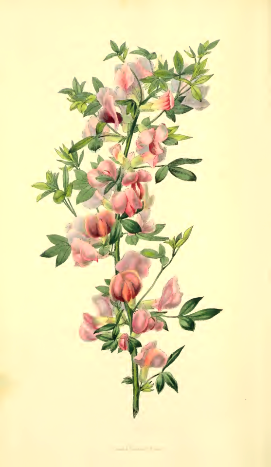 Cytisus purpureus. Morris, R., Flora conspicua, t.58 (1826) [W. Clark]