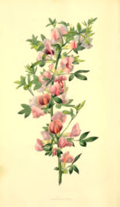 Cytisus purpureus. Morris, R., Flora conspicua, t.58 (1826) [W. Clark]