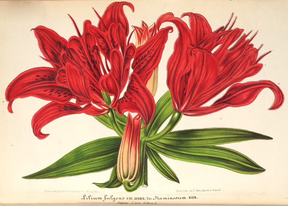 Lilium bulbiferum - Fire Lily - 1864 pinned to flowers only