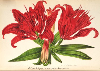 Lilium bulbiferum - Fire Lily - 1864 pinned to flowers only