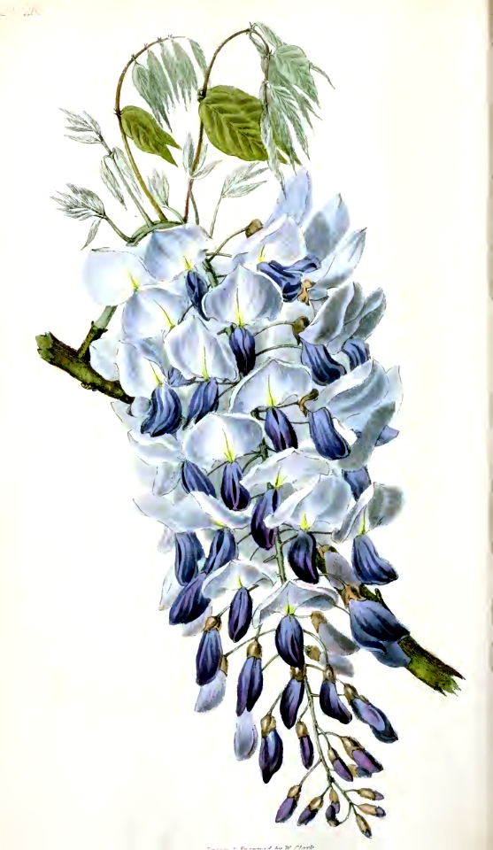 Wisteria sinensis [as Glycine sinensis].
