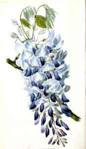 Wisteria sinensis [as Glycine sinensis].