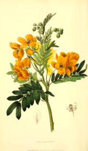 Senna odorata [as Cassia odorata]. Morris, R., Flora conspicua, t.57 (1826) [W. Clark]