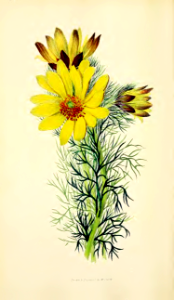 Adonis vernalis. Morris, R., Flora conspicua, t.45 (1826) [W. Clark]