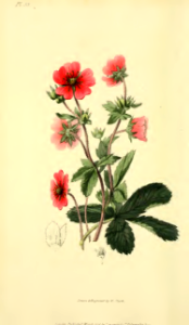Potentilla nepalensis. Morris, R., Flora conspicua, t.33 (1826) [W. Clark]