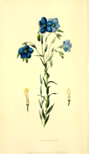 Linum narbonense. Morris, R., Flora conspicua, t.14  (1826) [W. Clark]