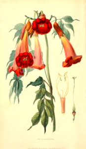 Campsis radicans [as Bignonia radicans]. Morris, R., Flora conspicua, t.21 (1826) [W. Clark]..