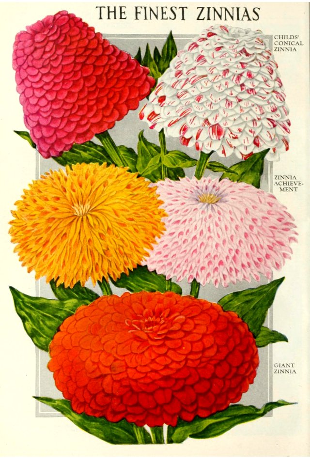 Zinnias.  John Lewis Childs, Inc. (1921)