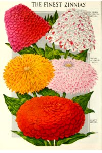 Zinnias. John Lewis Childs, Inc. (1921). Free illustration for personal and commercial use.