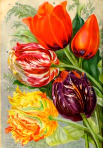 Tulips. John Lewis Childs, Inc. (1892). Free illustration for personal and commercial use.