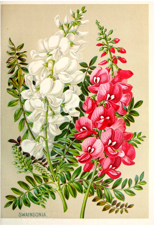 Swan Flower, Swansonia. John Lewis Childs, Inc. (1896)