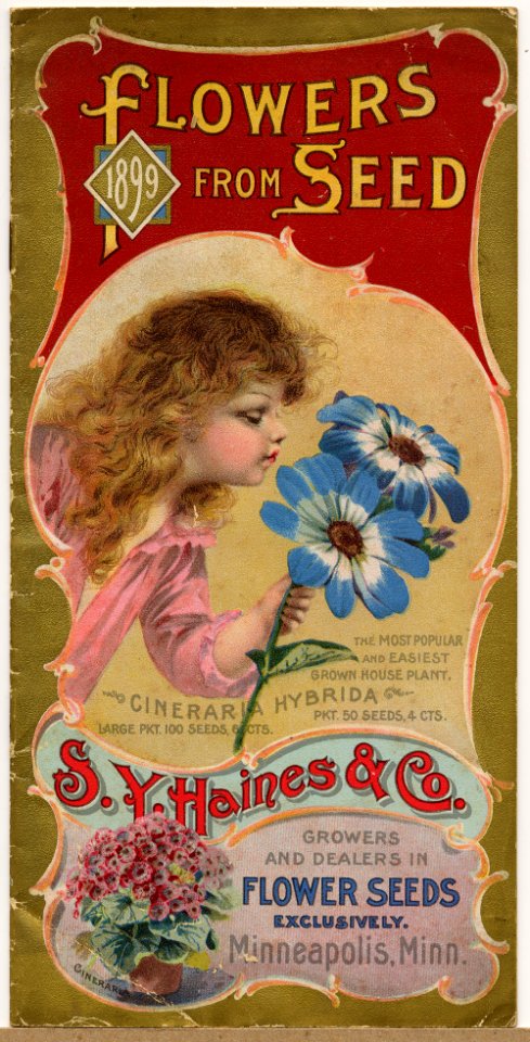 Cineraria. S.Y. Haines & Co. seeds (1899)