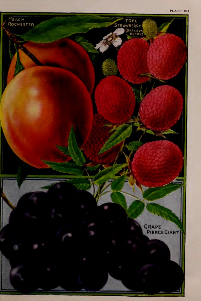 Peaches and Grapes. John Lewis Childs, Inc. (1922)