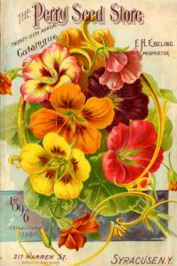 Nasturtiums. Perry Seed Store. (1896)