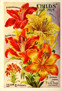 Lilies. John Lewis Childs, Inc. (1925). Free illustration for personal and commercial use.