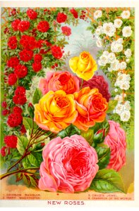 New roses for 1896.  John Lewis Childs, Inc.