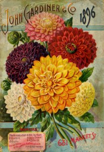 Dahlias. John Gardener and Co. (1896)