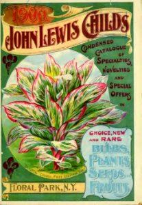 Rainbow canna. John Lewis Childs, Inc. (1900). Free illustration for personal and commercial use.